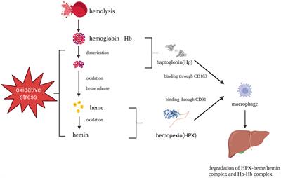 Double-edged functions of hemopexin in hematological related diseases: from basic mechanisms to clinical application